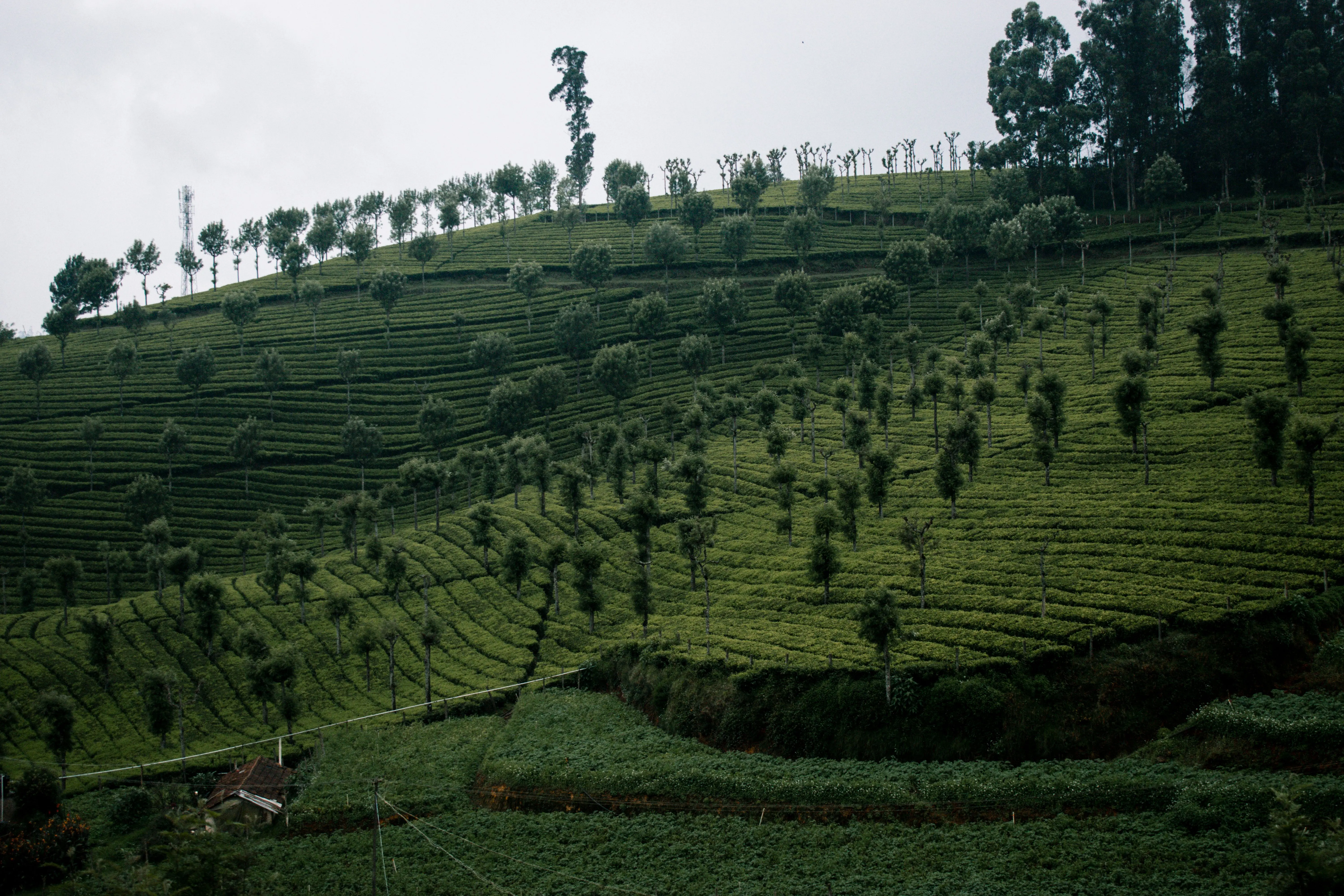 Scenic South Hills: Wayanad, Ooty & Coorg